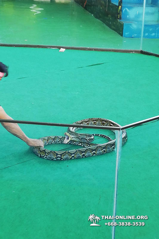 Паттайя Кобровая Ферма и шоу змей в Тайланде фото 29