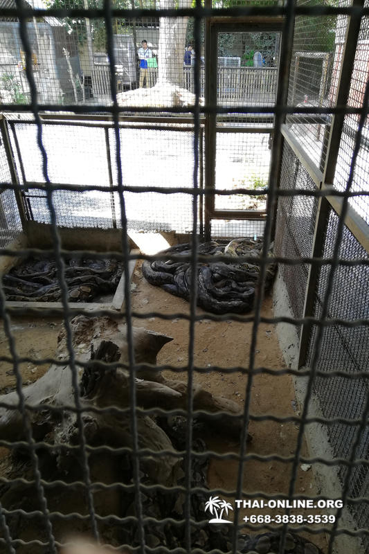 Кобровая змеиная ферма в Паттайе, змеиная аптека Тайланда - фото 58