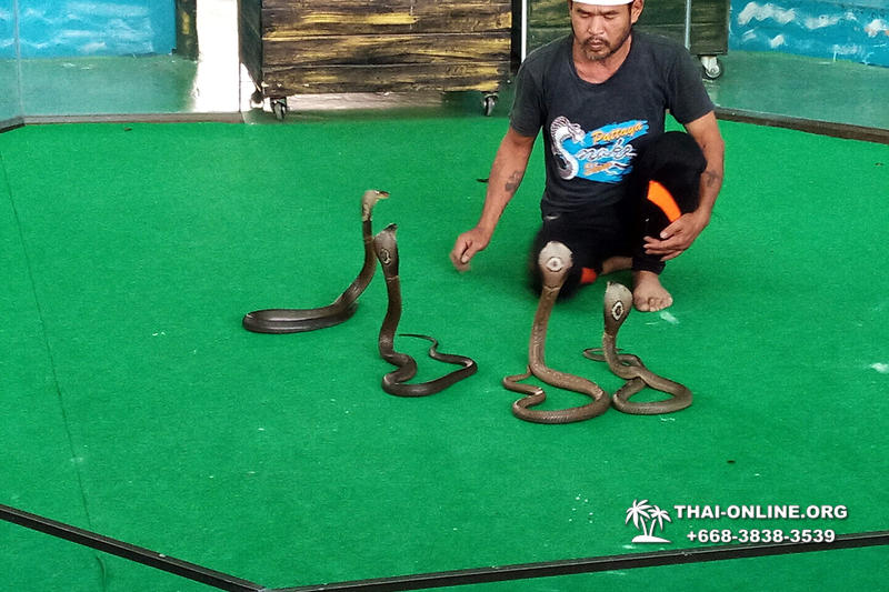 Паттайя Кобровая Ферма и шоу змей в Тайланде фото 27