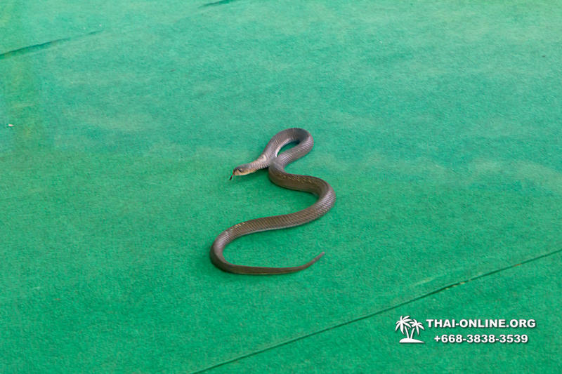 Кобровая змеиная ферма в Паттайе, змеиная аптека Тайланда - фото 1