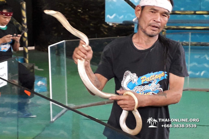Паттайя Кобровая Ферма и шоу змей в Тайланде фото 40