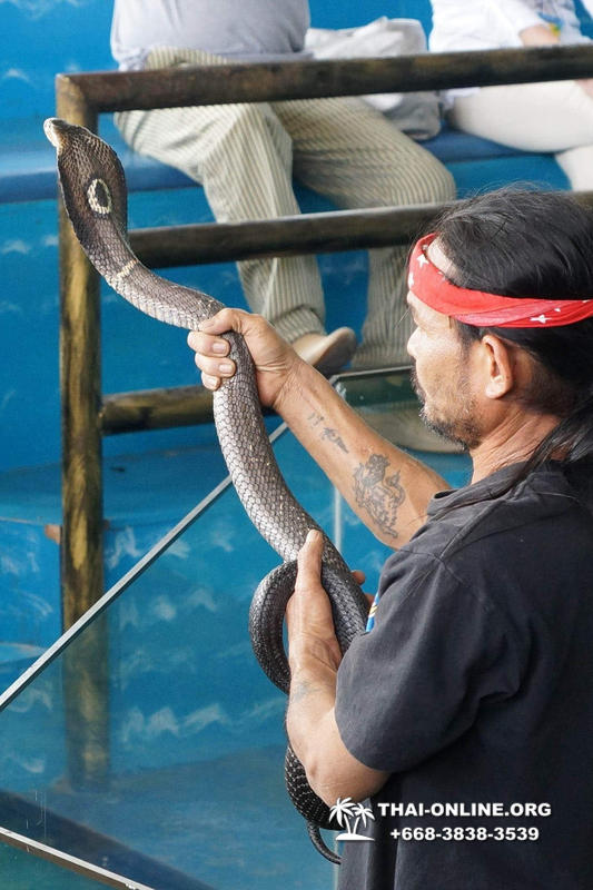 Паттайя Кобровая Ферма и шоу змей в Тайланде фото 36