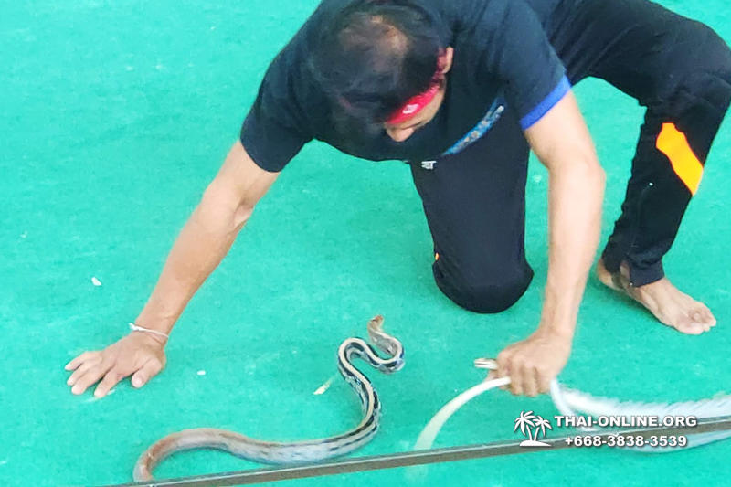 Паттайя Кобровая Ферма и шоу змей в Тайланде фото 32