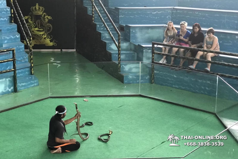 Паттайя Кобровая Ферма и шоу змей в Тайланде фото 21
