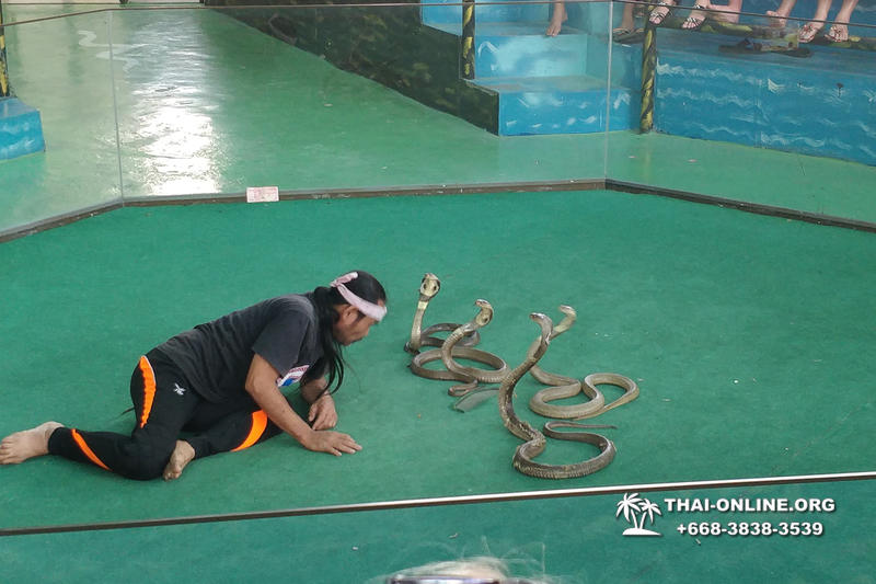 Паттайя Кобровая Ферма и шоу змей в Тайланде фото 26