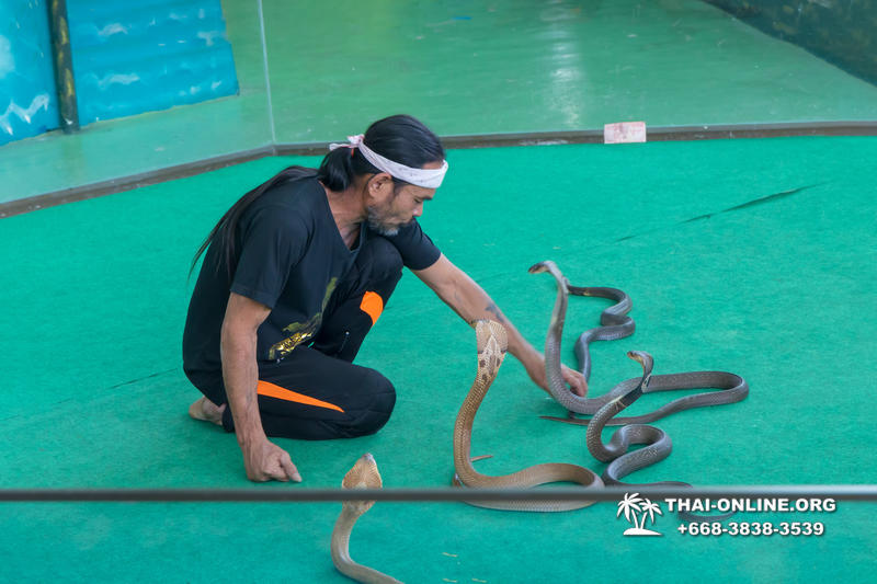 Паттайя Кобровая Ферма и шоу змей в Тайланде фото 12