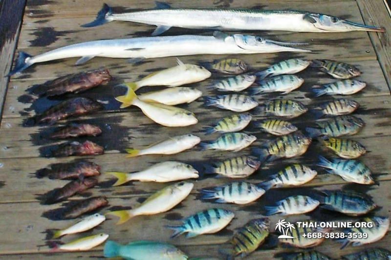 Рыбалка на саргана в Тайланде, морские туры Паттайи фото 22