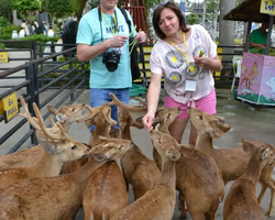 Нонг Нуч поездка парк Тайланд Seven Countries Паттайя - фото 880