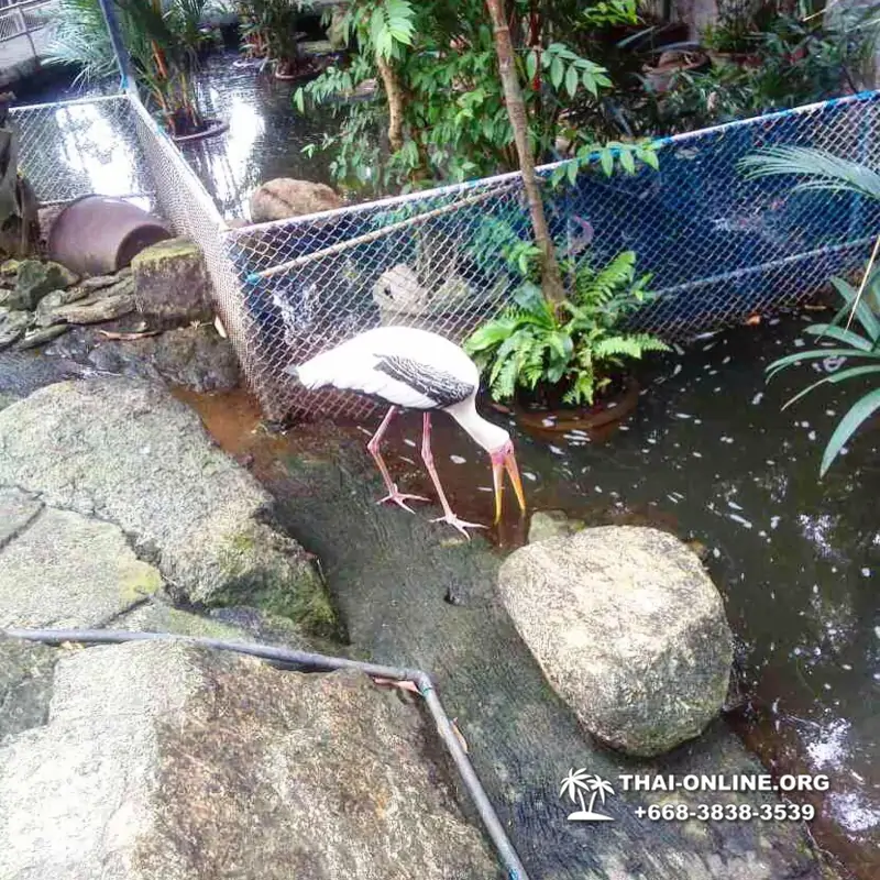 Тропический сад Нонг Нуч экскурсия в Паттайе фото 16