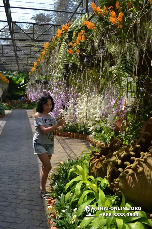 Тропический сад Нонг Нуч экскурсия в Паттайе фото 3