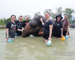 Заповедник слонов Elephant Jungle Sanctuary Pattaya - фото 1000