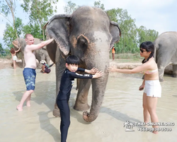 Заповедник слонов Elephant Jungle Sanctuary Pattaya - фото 696