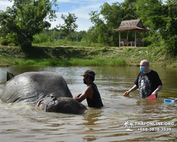Заповедник слонов Elephant Jungle Sanctuary Pattaya - фото 263