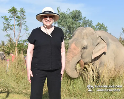 Заповедник слонов Elephant Jungle Sanctuary Pattaya - фото 516