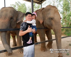 Заповедник слонов Elephant Jungle Sanctuary Pattaya - фото 459