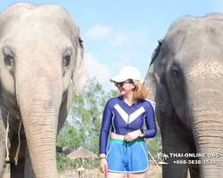 Заповедник слонов Elephant Jungle Sanctuary Pattaya - фото 656