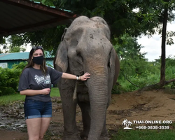 Заповедник слонов Elephant Jungle Sanctuary Pattaya - фото 621