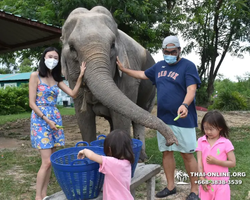 Заповедник слонов Elephant Jungle Sanctuary Pattaya - фото 163