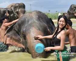Заповедник слонов Elephant Jungle Sanctuary Pattaya - фото 523