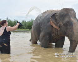 Заповедник слонов Elephant Jungle Sanctuary Pattaya - фото 988