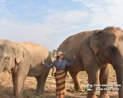 Заповедник слонов Elephant Jungle Sanctuary Pattaya - фото 989
