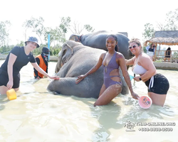 Заповедник слонов Elephant Jungle Sanctuary Pattaya - фото 865