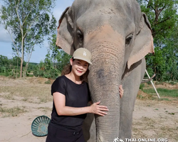Заповедник слонов Elephant Jungle Sanctuary Pattaya - фото 14