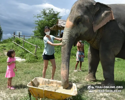 Заповедник слонов Elephant Jungle Sanctuary Pattaya - фото 267