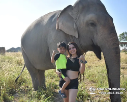 Заповедник слонов Elephant Jungle Sanctuary Pattaya - фото 482