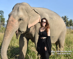 Заповедник слонов Elephant Jungle Sanctuary Pattaya - фото 342