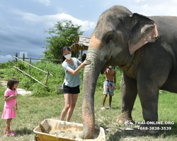 Заповедник слонов Elephant Jungle Sanctuary Pattaya - фото 382