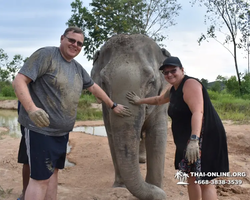 Заповедник слонов Elephant Jungle Sanctuary Pattaya - фото 505