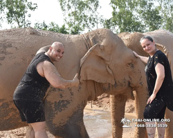 Заповедник слонов Elephant Jungle Sanctuary Pattaya - фото 233