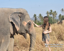 Заповедник слонов Elephant Jungle Sanctuary Pattaya - фото 230