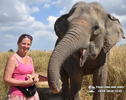 Заповедник слонов Elephant Jungle Sanctuary Pattaya - фото 416