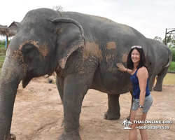 Заповедник слонов Elephant Jungle Sanctuary Pattaya - фото 899