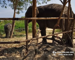 Заповедник слонов Elephant Jungle Sanctuary Pattaya - фото 57