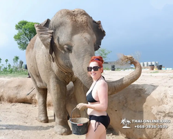 Заповедник слонов Elephant Jungle Sanctuary Pattaya - фото 719