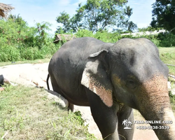 Заповедник слонов Elephant Jungle Sanctuary Pattaya - фото 104