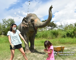 Заповедник слонов Elephant Jungle Sanctuary Pattaya - фото 399