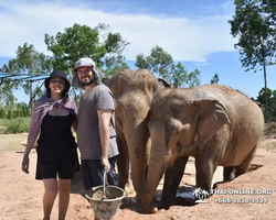 Заповедник слонов Elephant Jungle Sanctuary Pattaya - фото 312
