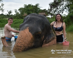 Заповедник слонов Elephant Jungle Sanctuary Pattaya - фото 663