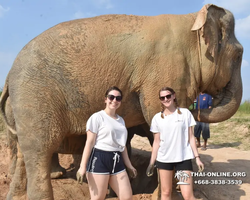 Заповедник слонов Elephant Jungle Sanctuary Pattaya - фото 241