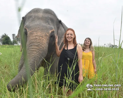 Заповедник слонов Elephant Jungle Sanctuary Pattaya - фото 628