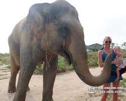 Заповедник слонов Elephant Jungle Sanctuary Pattaya - фото 982