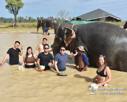 Заповедник слонов Elephant Jungle Sanctuary Pattaya - фото 869