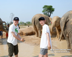 Заповедник слонов Elephant Jungle Sanctuary Pattaya - фото 1011