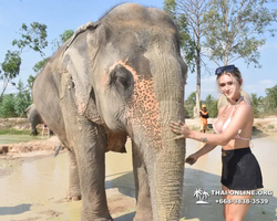 Заповедник слонов Elephant Jungle Sanctuary Pattaya - фото 303