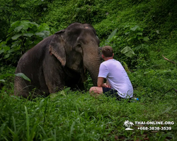 Заповедник слонов Elephant Jungle Sanctuary Pattaya - фото 101