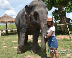 Заповедник слонов Elephant Jungle Sanctuary Pattaya - фото 100